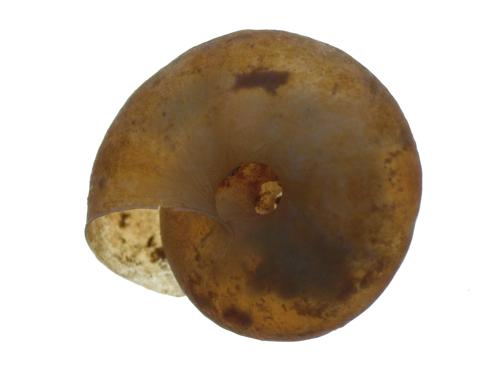 Planorbid Snail